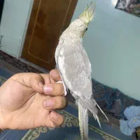 عروسی هلندی ماده گاز میگیره چون تو قفس زیاد بوده|پرنده|بندرعباس, |دیوار