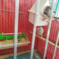 فنچ و مرغ عشق|پرنده|شاهین‌شهر, شهرک هشت بهشت|دیوار