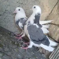 پرشی شازده سبز ابلق تهرونی
