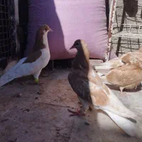 مغلف خوشرنگ