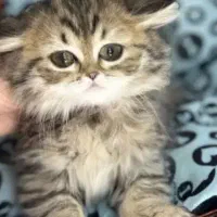 بچه گربه ماده بریتیش