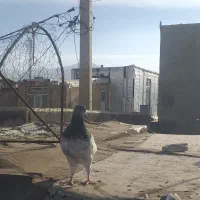 تیدی|پرنده|همدان, |دیوار