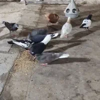 کفتر هوا و جوجه کشی