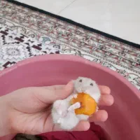 همستر نرو ماده.کمپل