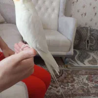 عروس هلندی نر