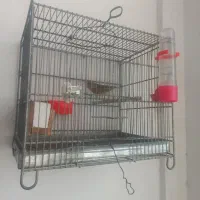 سهره قناری|پرنده|تهران, افسریه جنوبی|دیوار