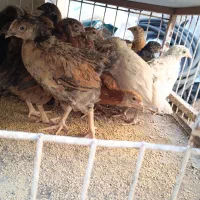 جوجه گلپایگانی ۵۵ روزه|حیوانات مزرعه|قرچک, داوود آباد|دیوار