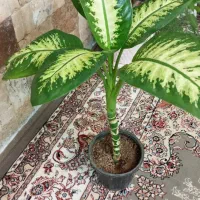دیفن باخیا|گل و گیاه طبیعی|ابهر, |دیوار