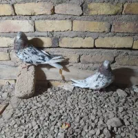 یه جفت سرور خیلی  خوب هفت رنگ