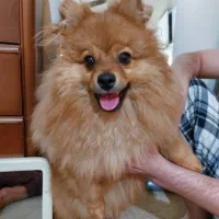 سگ پامرین روباهی|سگ|سیاخ دارنگون, |دیوار