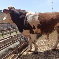 گوساله نر سیمینتال