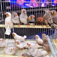 فنچ کینگ نرگسی بنگالی|پرنده|اهواز, کوی جانبازان(دانش)|دیوار