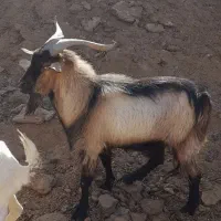 بزغاله نر یکساله