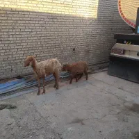 گوسفند مطفل زیرش نر