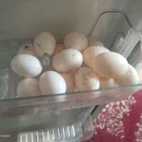 ۱۵ عدد تخم کفتر دارویی