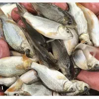 انواع بچه ماهی کپور