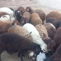 بره نر و ماده