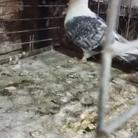 کبوتر بلژیکی جفت وجوجه|پرنده|کهریزک, |دیوار