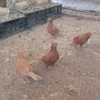 سرخ پرتغالی|پرنده|تاکستان, |دیوار