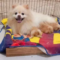 سگ پامر پامرانین ماده خرسی|سگ|رشت, جماران|دیوار