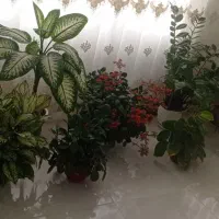 گل طبیعی(زامفولیا بزرگ)