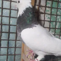 طوق شازده|پرنده|شیراز, شهرک گلستان|دیوار