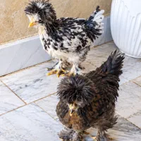 جوجه سلطان