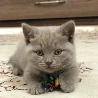 دو عدد گربه اسکاتیش و بریتیش