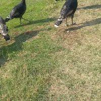 ۱۰ بوقلمون نر|حیوانات مزرعه|قره ضیاالدین, |دیوار