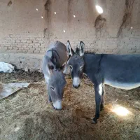 الاغ ماده مخصوص گله|حیوانات مزرعه|پاسارگاد, |دیوار