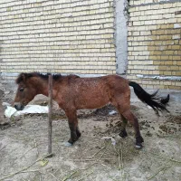 اسب فلابلا.پونی.