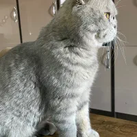 گربه اسکاتیش فولد خالص|گربه|بوکان, |دیوار