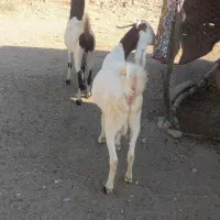 شهرستان کهگیلویه لنده|حیوانات مزرعه|شیراز, شهدای شهرک سعدی|دیوار
