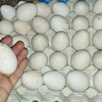 تخم بوقلمون و مرغ|حیوانات مزرعه|بندرعباس, |دیوار