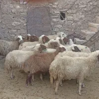 مالچه ۱۶عدد کمی سن دارن قیمت. ۲۵ملیون|حیوانات مزرعه|ماهیدشت, |دیوار