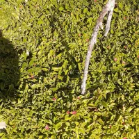 قلمه ناز یخی|گل و گیاه طبیعی|محلات, |دیوار