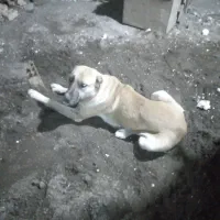 با سلام. یک عدد سگ ماده افغان. سالم.