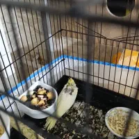 جوجه عروس هلندی دوکت لوتینو|پرنده|کلاله, |دیوار