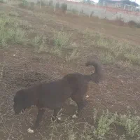 سگ نر