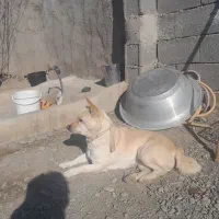 سگ پاکوتاه گوش تیزه