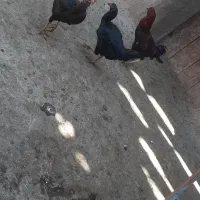 مرغ  و خروس