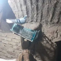 یک عدد امری سبز ماده