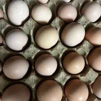 تخم مرغ محلی