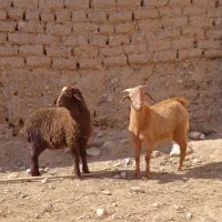 به دلیل نداشتن جا