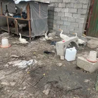 غاز بالغ|حیوانات مزرعه|رشت, شهریاران|دیوار