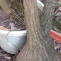 گل یوکا چند شاخه تنه بنسای حدود 20سال فی توافقی