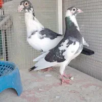 کبوتر . البغ . کله . سرخ .
