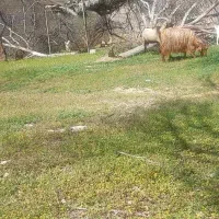 نربز آلپاین