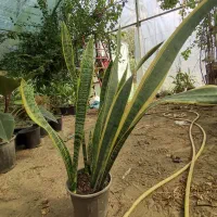 سانسوریا شمشیری|گل و گیاه طبیعی|رشت, حمیدیان|دیوار