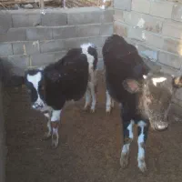 گوساله|حیوانات مزرعه|نیشابور, مازول|دیوار